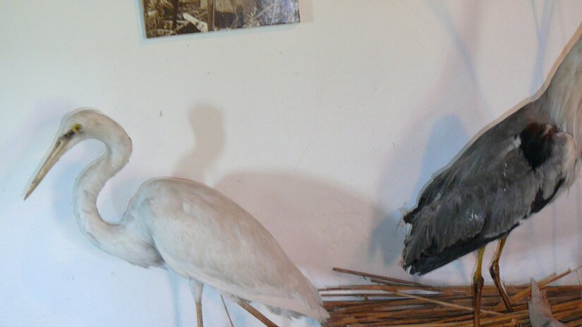 Folk house, Vörs, exhibition, Kis-Balaton's birds 