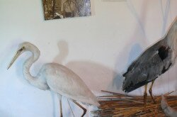 Folk house, Vörs, exhibition, Kis-Balaton's birds 