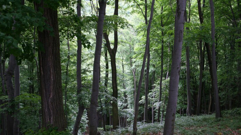 Forest in the Bakony Hills