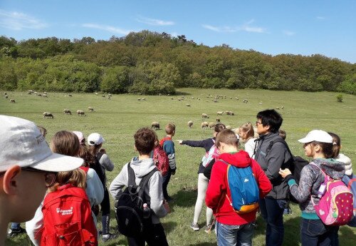 Forest schools