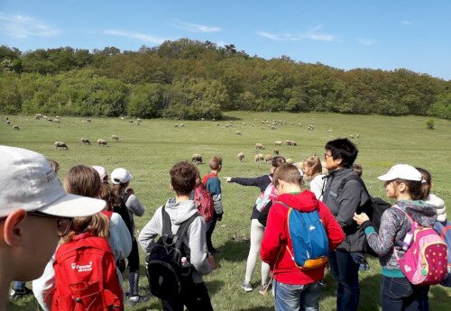 Forest schools