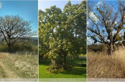 Formatan famódra - magányos megjelenés