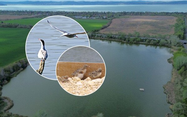 Költőszigetet kaptak a küszvágó csérek