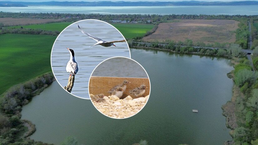 Fotóillusztráció a most készült költőszigetről és a remélt költőfajról