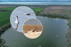 Fotóillusztráció a most készült költőszigetről és a remélt költőfajról