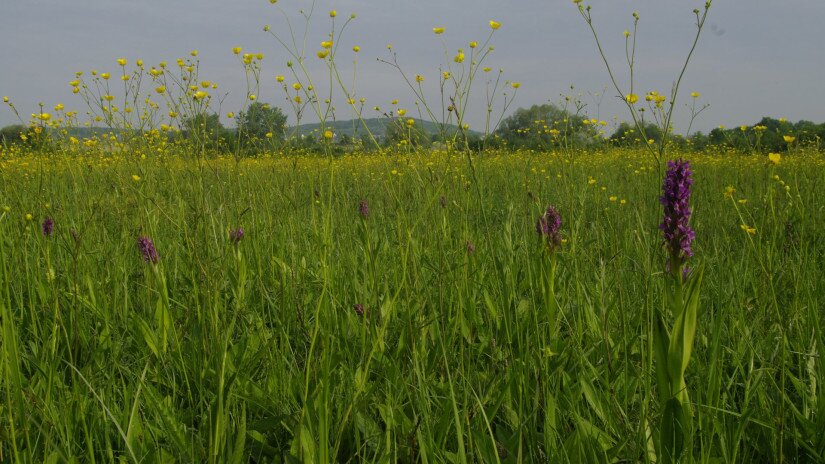 freshwater marsh - Örvényes