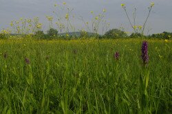 freshwater marsh - Örvényes