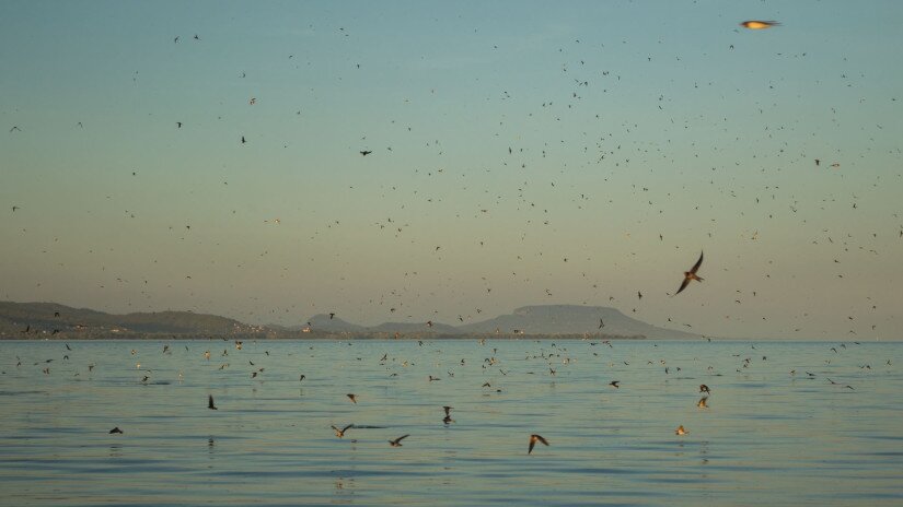 Füsti fecskék a Balatonon