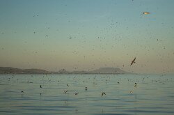 Füsti fecskék a Balatonon