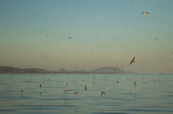 Füsti fecskék a Balatonon