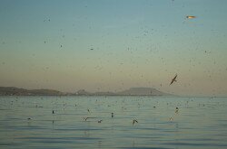 Füsti fecskék a Balatonon
