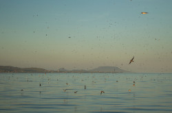 Füsti fecskék a Balatonon