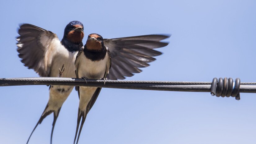 Füsti fecskék (Hirundo rustica)