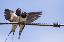 Füsti fecskék (Hirundo rustica)