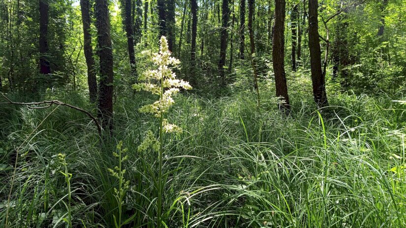 Fűzvölgy, zászpás-sásos