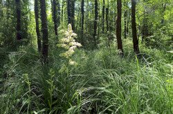 Fűzvölgy, zászpás-sásos