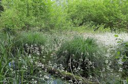 Galambok, békaliliomos-zsombéksásos