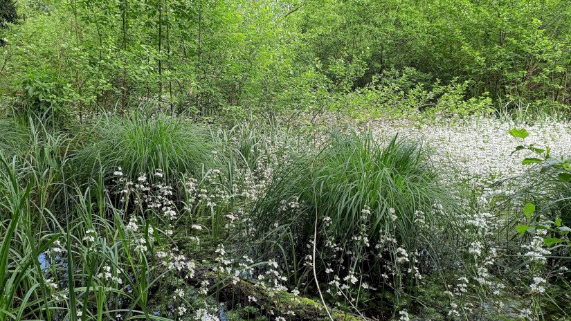 Galambok, békaliliomos-zsombéksásos