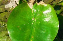 Gelbe Teichrose (Nuphar lutea)