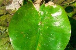 Gelbe Teichrose (Nuphar lutea)
