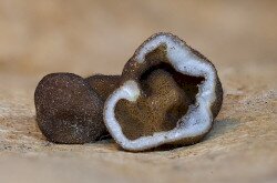 Genea sp. - Likastrifla faj