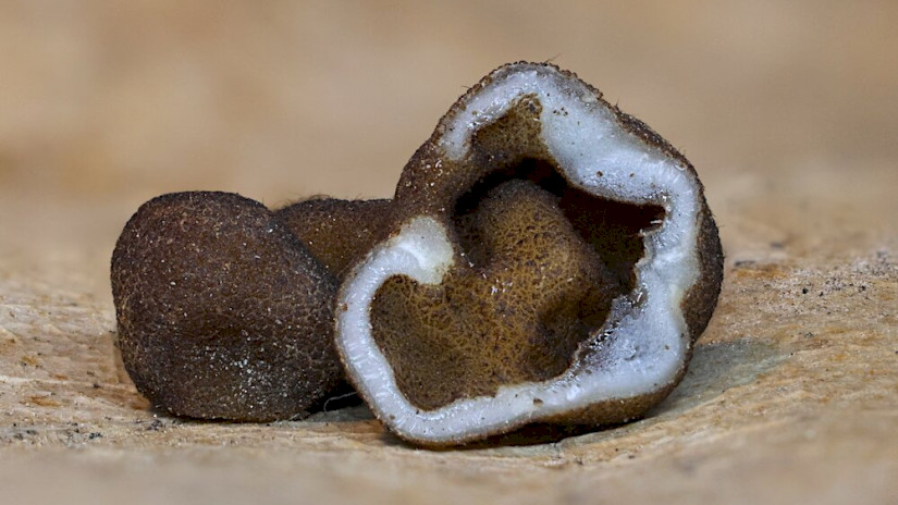 Genea sp. - Likastrifla faj