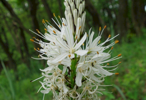 Királyné gyertyája (genyőte) 