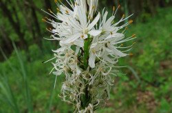 Genyőte (Asphodelus albus)