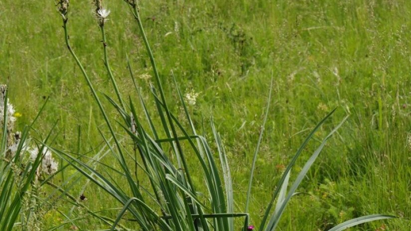 Genyőte (Asphodelus albus)