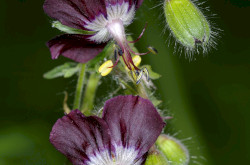 Geranium phaeum - Brauner Storchschnabel