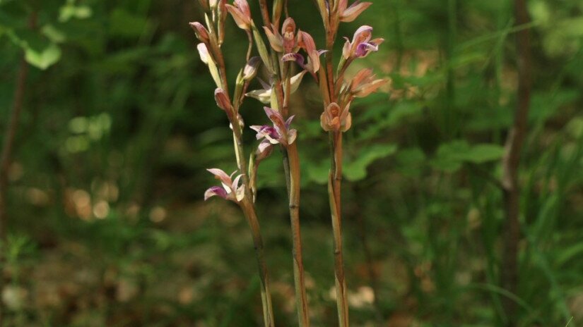 Gérbics (Limodorum abortivum)