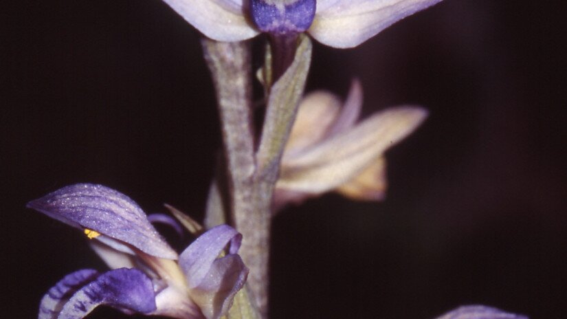 Gérbics (Limodorum abortivum)