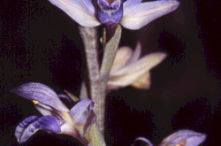 Gérbics (Limodorum abortivum)