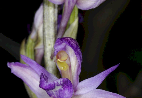 Gérbics 
