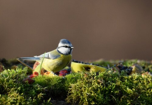 Geschützte Naturwerte