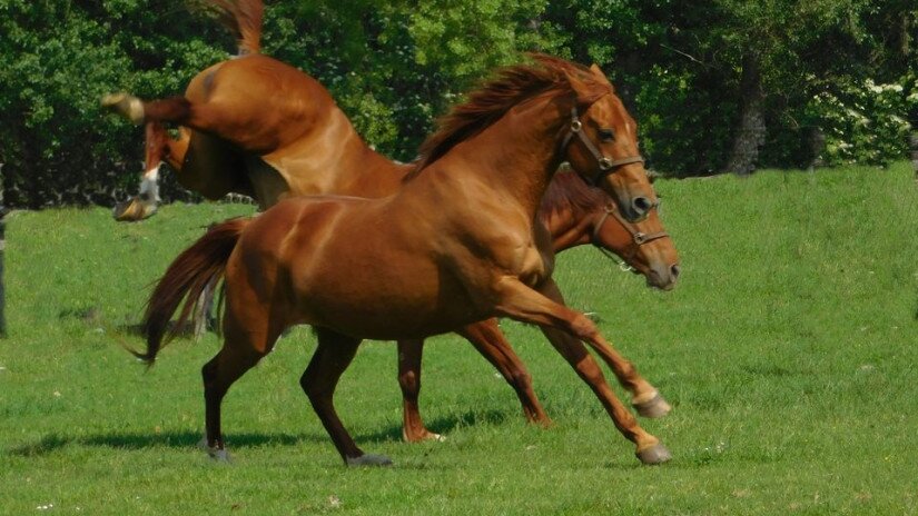 Gidran horses 