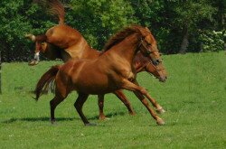 Gidran horses 