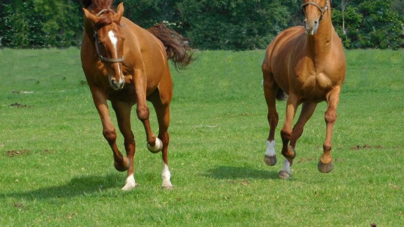 Gidran horses