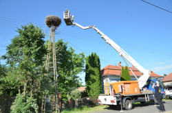 Gólyagyűrűzés