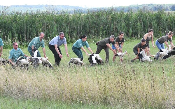 Vissza a természetbe - Szabadon engedték a Sóstó Vadvédelmi Központban gyógyult gólyákat