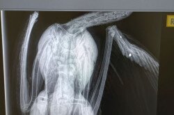 gólyasérülés, röntgen