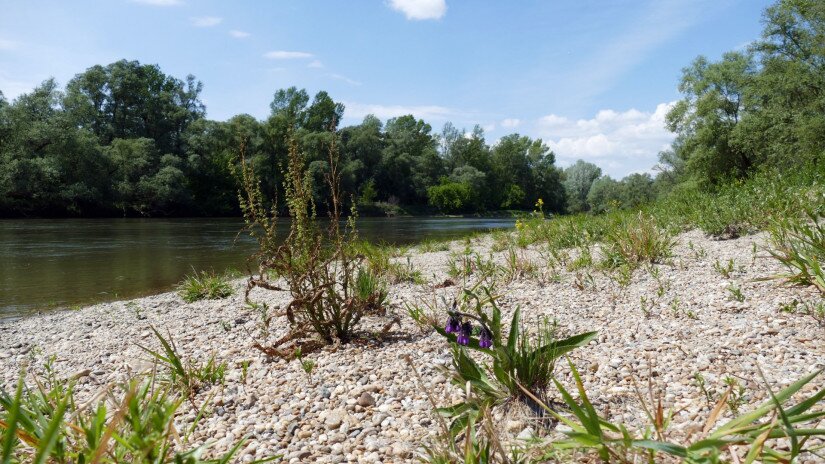 Gravel reef at Molnári