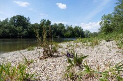 Gravel reef at Molnári