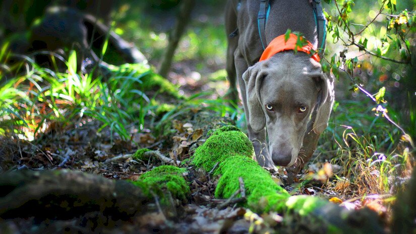 Gravity - Gravity Biró Zsófia weimari vizsla fajtájú, szarvasgomba-kereső vizsgával rendelkező kutyája.