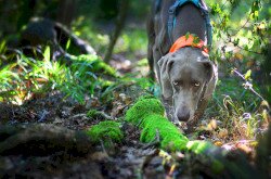 Gravity - Gravity Biró Zsófia weimari vizsla fajtájú, szarvasgomba-kereső vizsgával rendelkező kutyája.