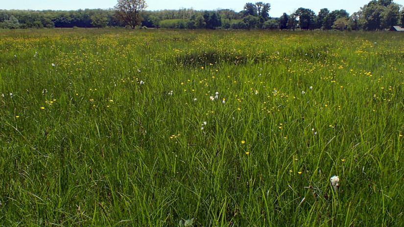 Gyapjúsásos Fűzvölgyön