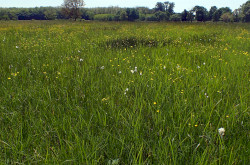 Gyapjúsásos Fűzvölgyön