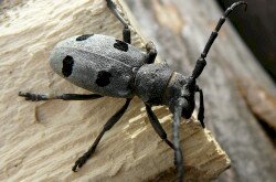 Gyászcincér - Bakonybél / Fotó: Somlai Szilárd (BfNPI)