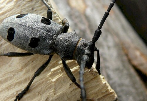 Nemzetközi Föld Napja – Nyílt túra a Magas-Bakony Tájvédelmi Körzet 35 éves születésnapja alkalmából