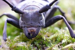 Gyászcincér / Fotó: Tóth Szabolcs (BfNPI)